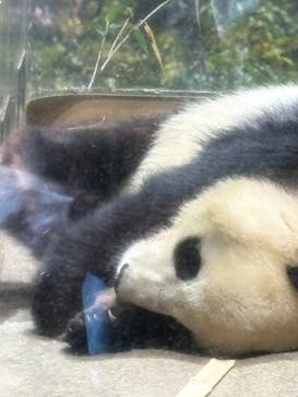 恩賜上野動物園に投稿された画像（2026/1/7）