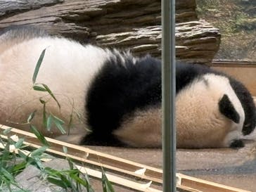 恩賜上野動物園に投稿された画像（2026/1/7）