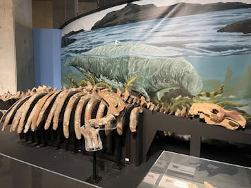 特別展「大絶滅展―生命史のビッグファイブ」に投稿された画像（2026/1/7）