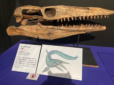 特別展「大絶滅展―生命史のビッグファイブ」に投稿された画像（2026/1/7）