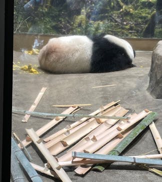 恩賜上野動物園に投稿された画像（2026/1/7）