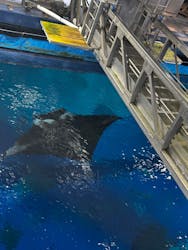 沖縄美ら海水族館に投稿された画像（2026/1/7）