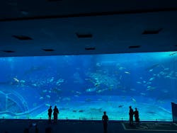 沖縄美ら海水族館に投稿された画像（2026/1/7）
