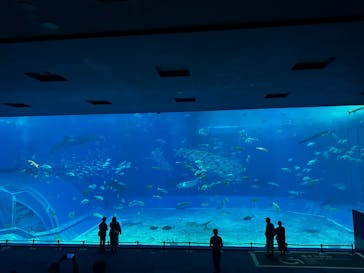 沖縄美ら海水族館に投稿された画像（2026/1/7）