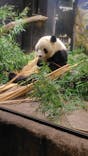 恩賜上野動物園に投稿された画像（2026/1/8）