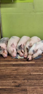 東京ドームシティ アトラクションズに投稿された画像（2026/1/7）