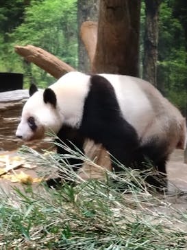 恩賜上野動物園に投稿された画像（2026/1/8）