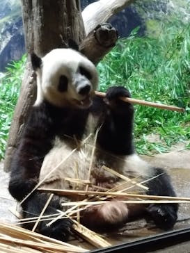 恩賜上野動物園に投稿された画像（2026/1/8）