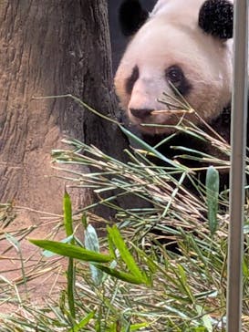 恩賜上野動物園に投稿された画像（2026/1/8）