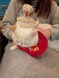 猫カフェモカ　池袋東口店に投稿された画像（2026/1/8）