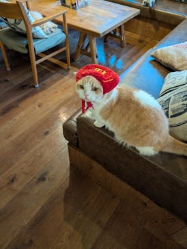 猫カフェモカ　池袋東口店に投稿された画像（2026/1/8）