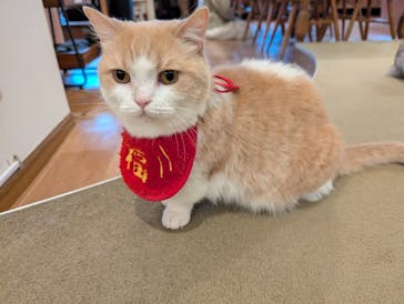 猫カフェモカ　池袋東口店に投稿された画像（2026/1/8）