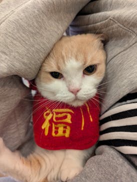 猫カフェモカ　池袋東口店に投稿された画像（2026/1/8）