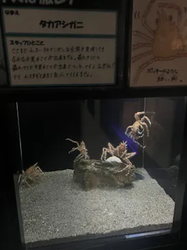 竹島水族館に投稿された画像（2026/1/8）