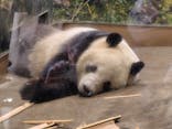 恩賜上野動物園に投稿された画像（2026/1/8）