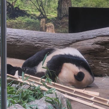恩賜上野動物園に投稿された画像（2026/1/8）