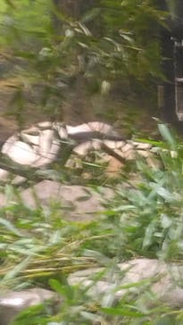 恩賜上野動物園に投稿された画像（2026/1/8）