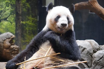 恩賜上野動物園に投稿された画像（2026/1/8）
