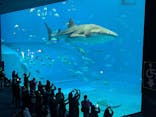 沖縄美ら海水族館に投稿された画像（2026/1/8）