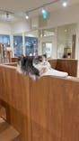 Cat Café MOFF つかしん店に投稿された画像（2026/1/8）