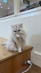 Cat Café MOFF つかしん店に投稿された画像（2026/1/8）