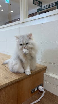 Cat Café MOFF つかしん店に投稿された画像（2026/1/8）
