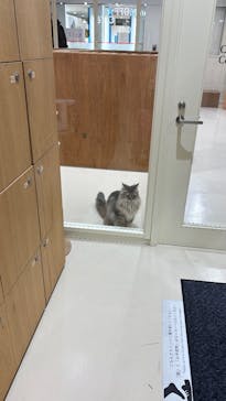 Cat Café MOFF つかしん店に投稿された画像（2026/1/8）