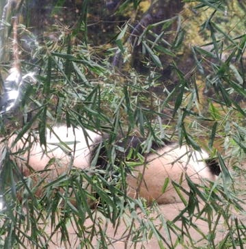 恩賜上野動物園に投稿された画像（2026/1/8）