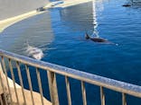 大分マリーンパレス水族館 「うみたまご」に投稿された画像（2026/1/8）