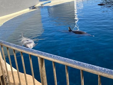 大分マリーンパレス水族館 「うみたまご」に投稿された画像（2026/1/8）