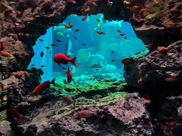 大分マリーンパレス水族館 「うみたまご」に投稿された画像（2026/1/8）