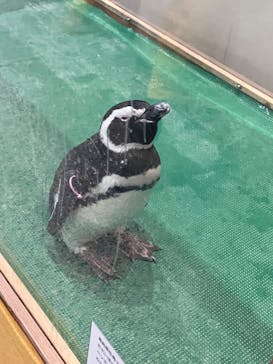 大分マリーンパレス水族館 「うみたまご」に投稿された画像（2026/1/8）