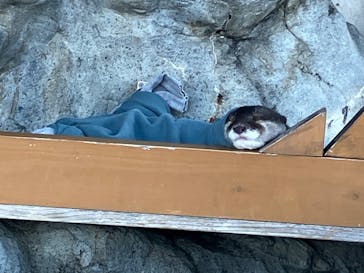 大分マリーンパレス水族館 「うみたまご」に投稿された画像（2026/1/8）