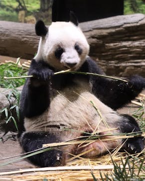恩賜上野動物園に投稿された画像（2026/1/8）