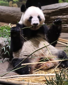 恩賜上野動物園に投稿された画像（2026/1/8）