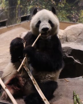 恩賜上野動物園に投稿された画像（2026/1/8）