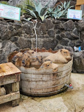 伊豆シャボテン動物公園に投稿された画像（2026/1/8）