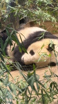 恩賜上野動物園に投稿された画像（2026/1/8）