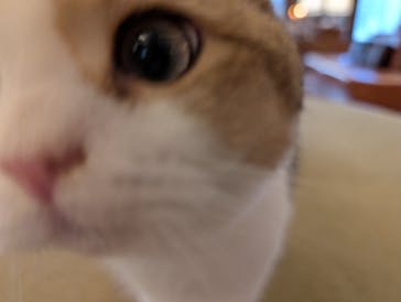 猫カフェモカ　池袋東口店に投稿された画像（2026/1/8）