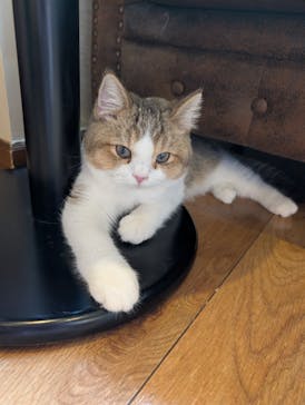 猫カフェモカ　池袋東口店に投稿された画像（2026/1/8）