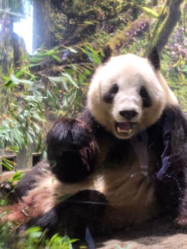 恩賜上野動物園に投稿された画像（2026/1/8）