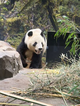 恩賜上野動物園に投稿された画像（2026/1/8）