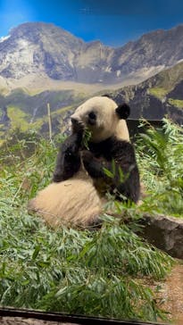 恩賜上野動物園に投稿された画像（2026/1/8）