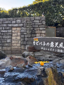 伊豆シャボテン動物公園に投稿された画像（2026/1/8）