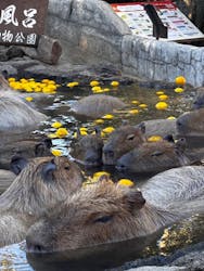 伊豆シャボテン動物公園に投稿された画像（2026/1/8）