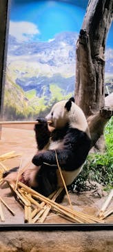 恩賜上野動物園に投稿された画像（2026/1/8）