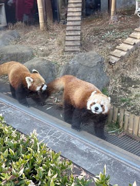 恩賜上野動物園に投稿された画像（2026/1/8）