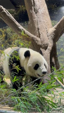 恩賜上野動物園に投稿された画像（2026/1/8）