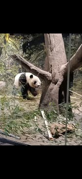 恩賜上野動物園に投稿された画像（2026/1/8）