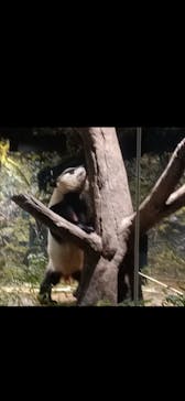 恩賜上野動物園に投稿された画像（2026/1/8）